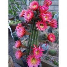 Купить Семена Trichocereus hybrid