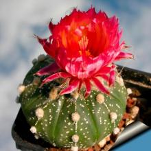 Купить Семена Astrophytum asterias red flowers